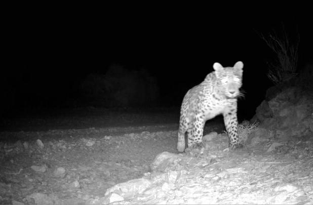 مشاهده ۴ پلنگ ایرانی در سوادکوه