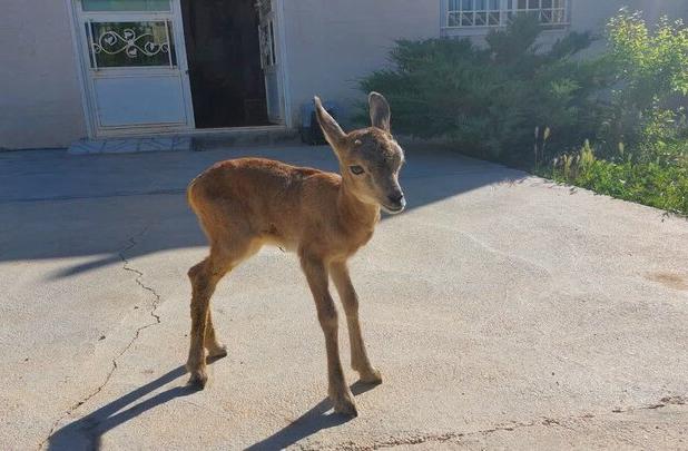 ورود میش وحشی به معابر شهری لواسان