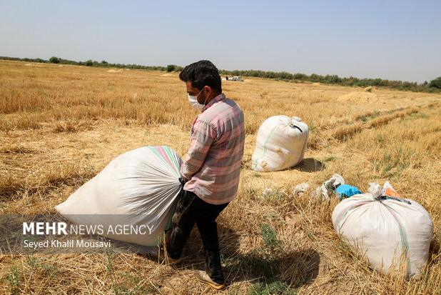 رنج بی‌پایان گندم‌کاران در سایه قیمت‌گذاری دولتی