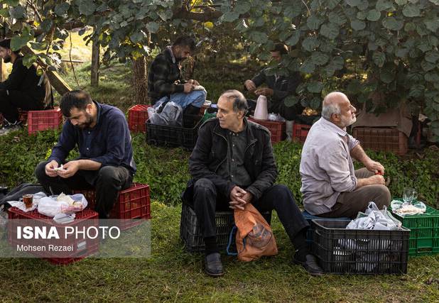 تغذیه اصولی گیاهان، رمز برداشت محصول پربار است