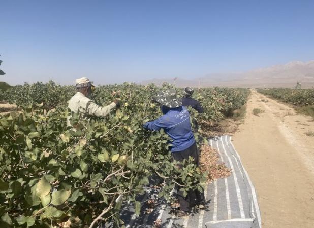 ۴۱۰۰ هکتار باغ پسته در شاهرود وجود دارد