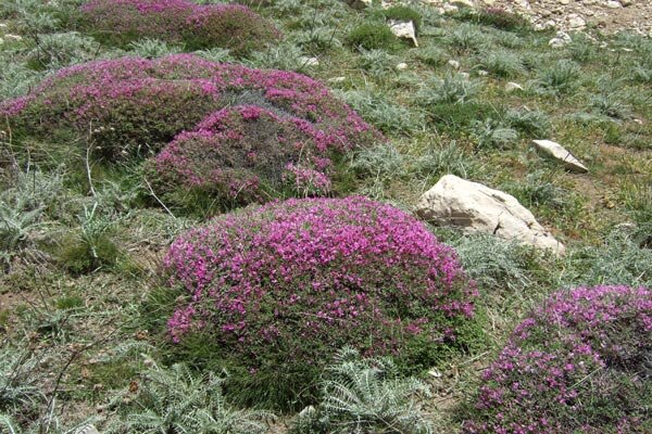 وجود ۱۰۰ هزار هکتار گون‌زار در همدان