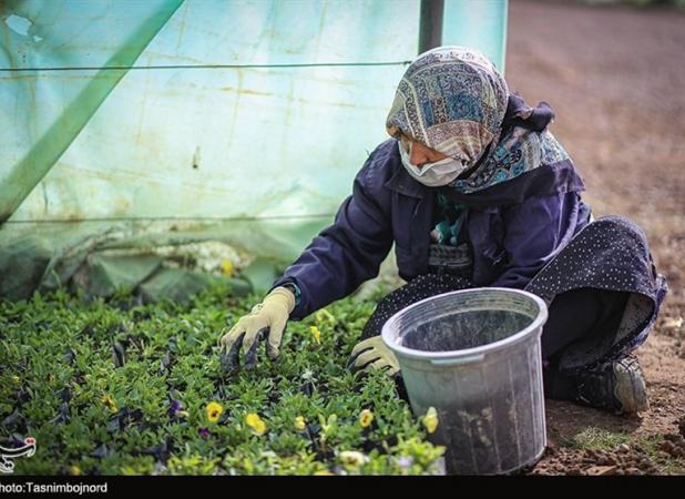 «نجات آب» ــ ۲۴| توسعه کشت گلخانه‌ای مدرن