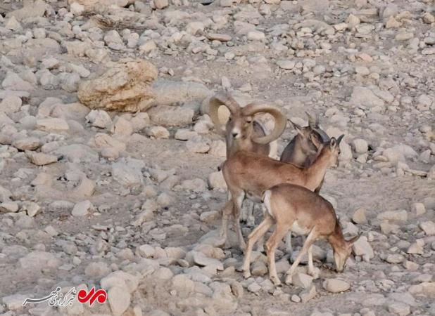قوچ وحشی در ارتفاعات تنگه دشتی مهدیشهر