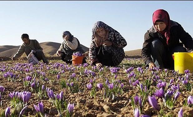 ایجاد اشتغال روستایی؛ در اولویت استانداری سمنان