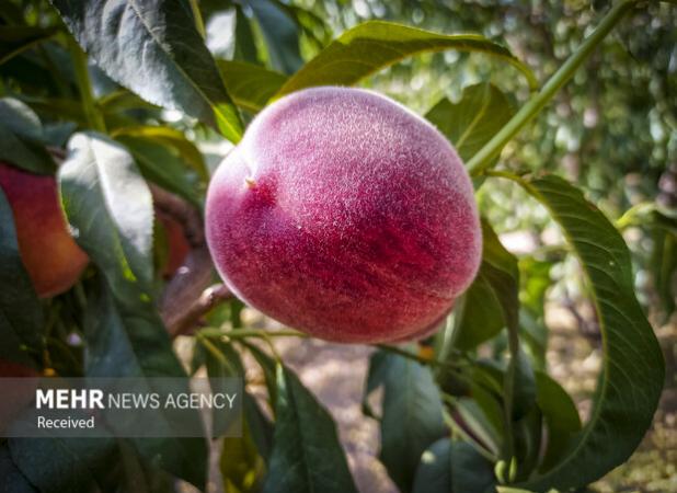 برداشت ۲۵۰ تُن هلو از باغات بخش سیوان آغاز شد