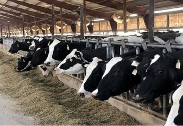 پرداخت تسهیلات برای فعالسازی طرح‌های پرواربندی در خراسان شمالی