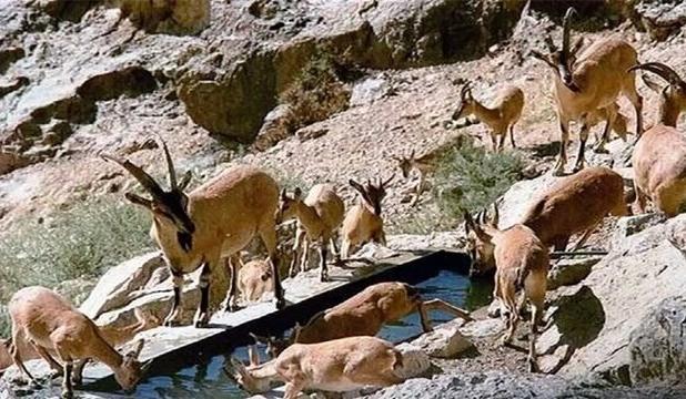 تخریب زیستگاهی مهمترین چالش حیات وحش در مناطق آزاد خراسان شمالی/ تلفات جاده‌ای مهمترین تهدید یوزپلنگ آسیایی