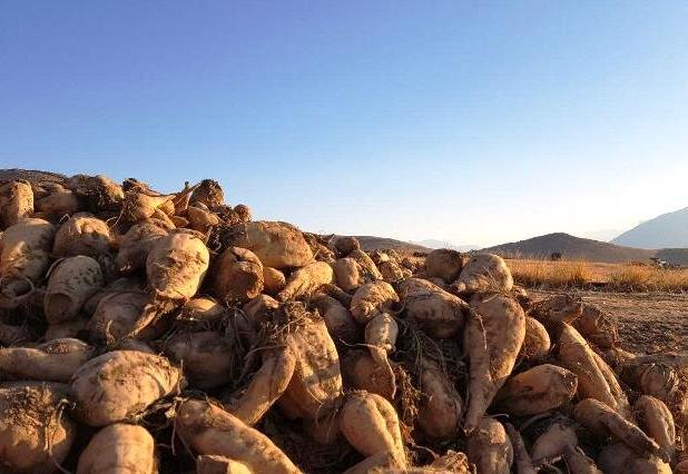 برداشت چغندر قند به بیش از ۶ هزار هکتار در مزارع سرپل‌ذهاب رسید