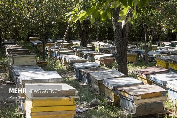 زنبورداران بهشهری ۲۷ تن عسل تولید کردند