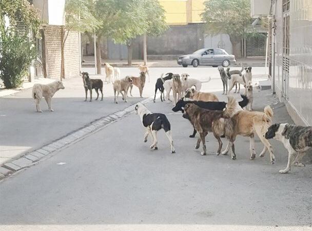 آغاز ساماندهی و جمع‌آوری سگ‌های ولگرد در یاسوج