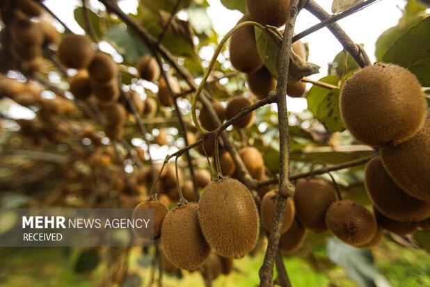 رکوردشکنی برداشت کیوی در چالوس با عملکرد ۴۵ تن در هکتار