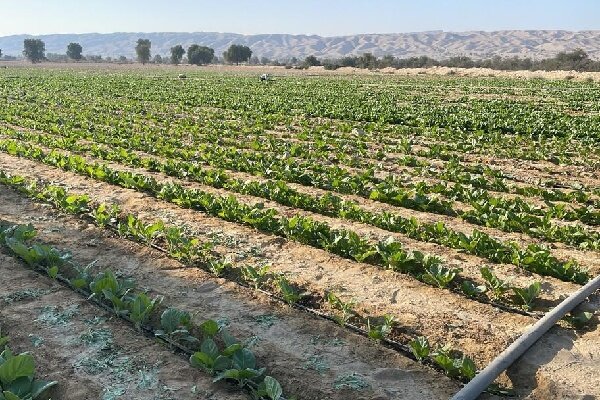 آغاز کشت تنباکو در ۱۵۰ هکتار اراضی پارسیان