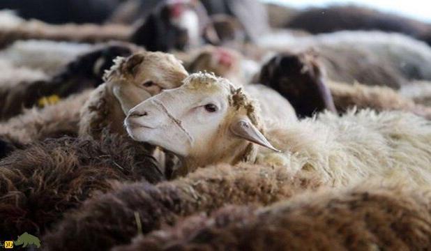 اصلاح نژاد ۱۵۰۰ راس گوسفند مهربان در همدان
