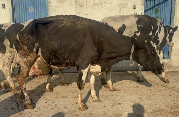 آقاپور کاظمی: یک محموله دام زنده قاچاق و آلوده در مازندران کشف شد