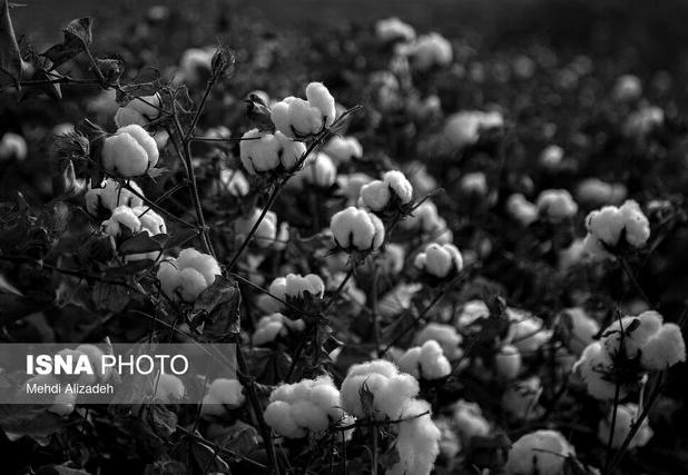 آغاز برداشت پنبه از سطح ۱۵۸ هکتار از زمین‌های کشاورزی شهرستان حاجی‌آباد