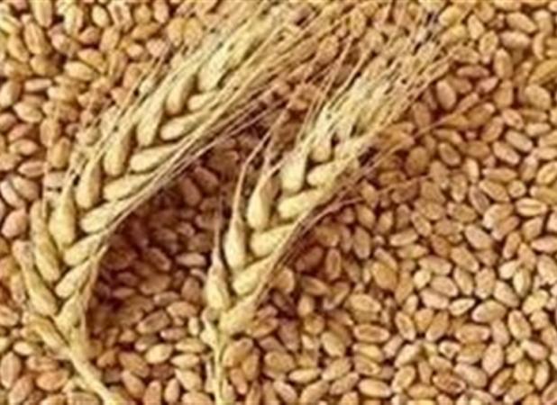 پیش‌بینی وزارت جهادکشاورزی از افت شدید تولید گندم امسال