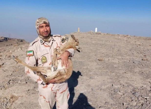 نجات یک بره آهوی بیمار در منطقه مرزی گلیل