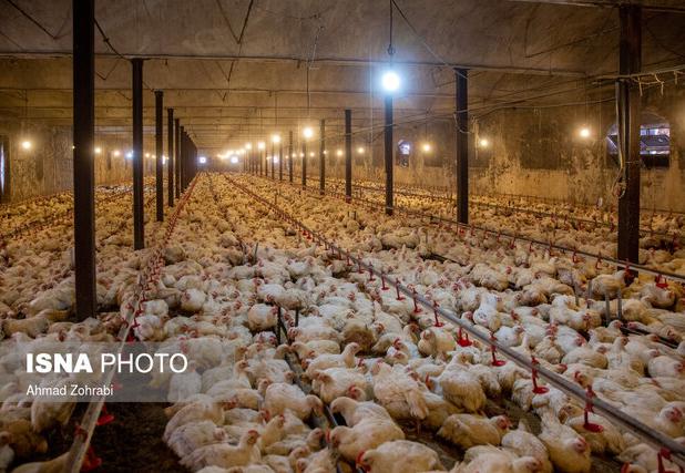 جوجه‌ریزی بیش از ۱۹ میلیون قطعه طیور در زنجان