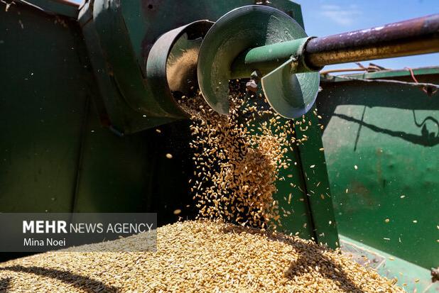 کاهش تولید گندم در سال جاری به علت خشکسالی