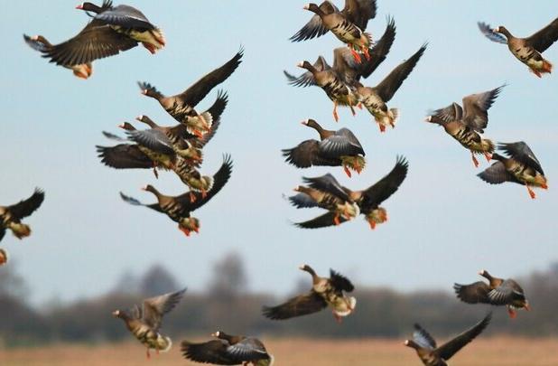 خطر شیوع آنفلوآنزای فوق‌حاد پرندگان در هرمزگان