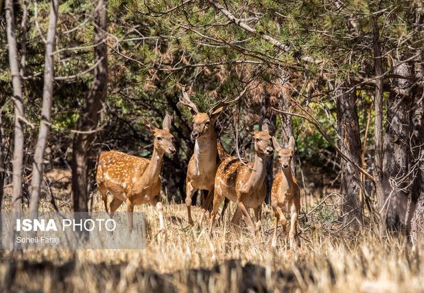 تولد ۴ گوزن زرد ایرانی در پارک ملی کرخه از ابتدای امسال