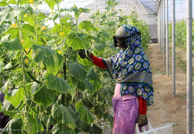 هرمزگان چهارمین استان گلخانه‌ای کشور شد
