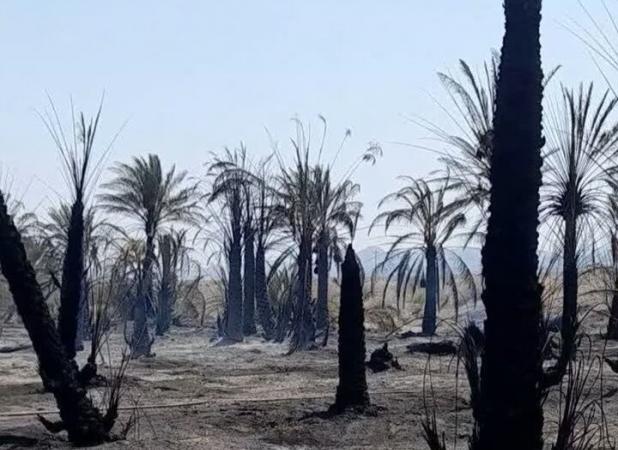 آتش به جان نخلستان کهنوک کارواندر افتاد