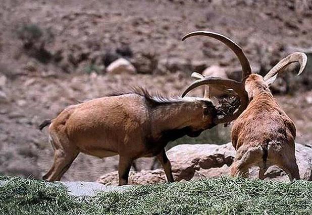 آغاز شروع سرمستی قوچ‌های خراسان شمالی و کمین شکارچیان فرصت‌طلب