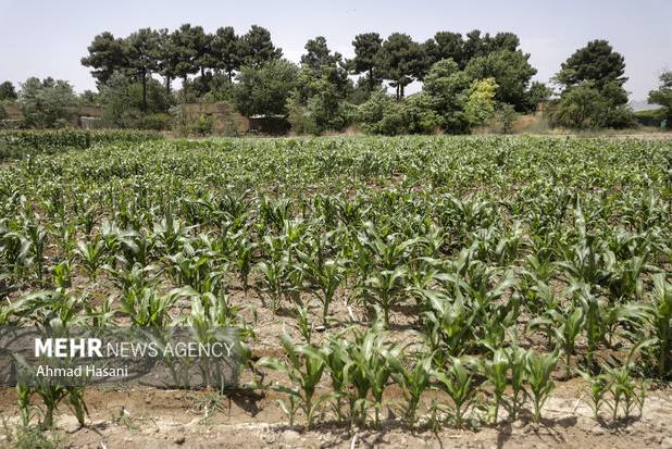 بهره‌برداری از ۲۰۴ پروژه منابع طبیعی و آبخیزداری به‌زودی