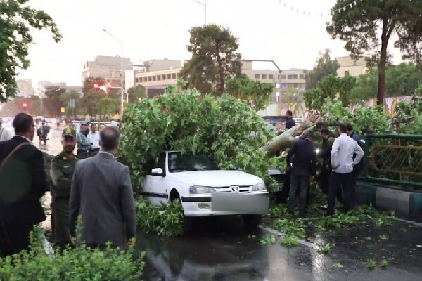 امکان دریافت خسارت از شهرداری در صورت سقوط درخت امکان پذیر است؟