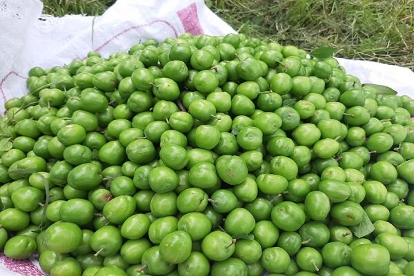 طعم شیرین گوجه سبز در باغات گیلان؛ برداشت نوبرانه ها آغاز شد