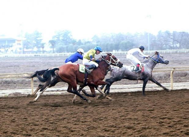 سهراب دهش چابکسوار برتر هفته هفتم اسبدوانی گنبدکاووس شد