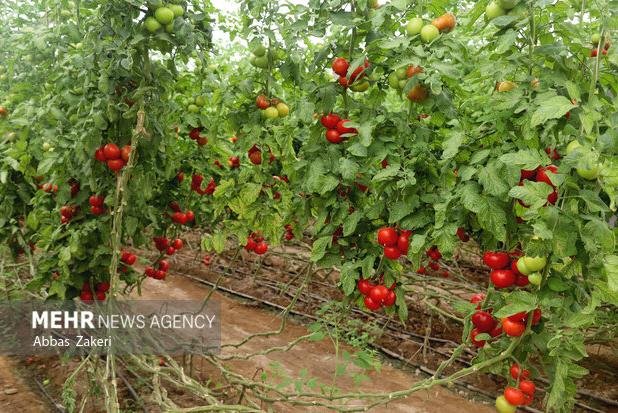 آغاز کشت نشاء گوجه فرنگی در مزارع شهرستان پارسیان