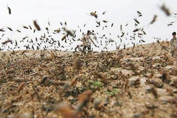 بحرانی: بوشهر آماده مقابله با ملخ صحرایی است