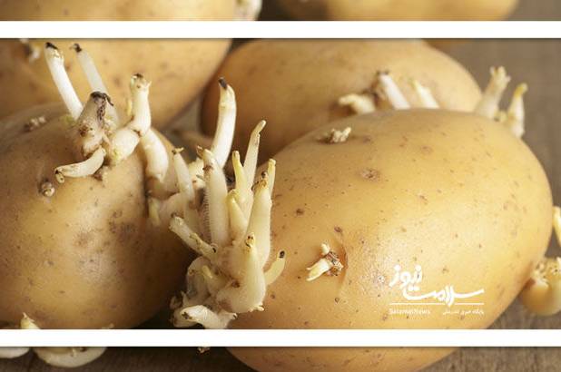 سیب زمینی‌های سبز و جوانه‌زده خطرناک هستند؟/ سیب‌زمینی‌های نرم را انتخاب نکنید