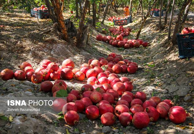 10 ایده فناورانه برتر ملی برای تحول زنجیره ارزش انار معرفی شد