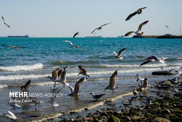 توسعه یک محصول برای حل معضل محیط‌زیستی و اقتصادی در خلیج فارس