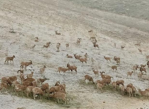 خودداری شهروندان از تغذیه خودسرانه حیات وحش در زمستان
