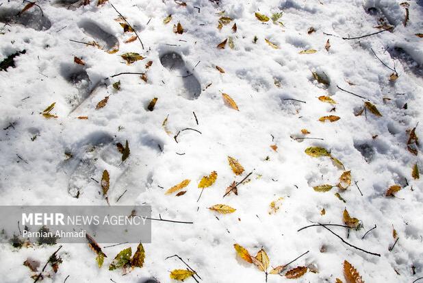تصاویری از برف پاییزی در شهرستان درگز