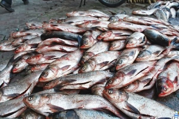 آمادگی ۲۰۰ شرکت دانش‌بنیان برای رفع نیازهای آبزی‌پروری