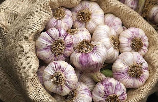 ضرورت احداث شهرک تخصصی فرآوری سیر/  ثبت جهانی سیر همدان