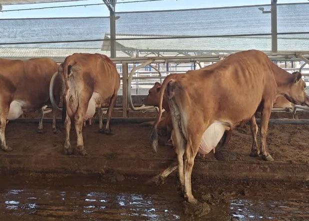 توقیف محموله ۱۰ میلیاردی دام قاچاق در کنگاور