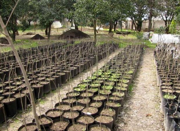 شروعی نو برای طبیعت؛ کاشت ۳۰۰ میلیون نهال در کمتر از ۲ سال