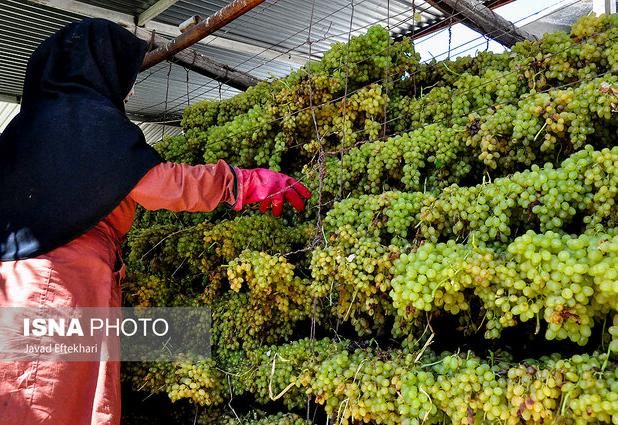 کشمش کاشمر؛ برند ماندگار باغ‌های ترشیز در مسیر توسعه صنعتی و صادراتی