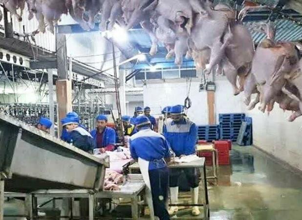 ارتقای سلامت زنجیره تولید مرغ گوشتی در استان بوشهر