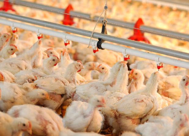گزارش پیشرفت پروژه احیای مرغ لاین ایرانی؛ از اصلاح نژاد تا تولید صنعتی
