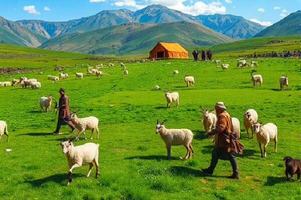۲۵ درصد گوشت تهران توسط عشایر تأمین می‌شود