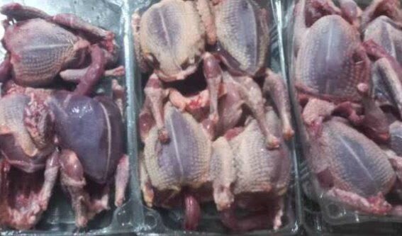 کشف و ضبط ۱۵ لاشه کبوتر وحشی در اسدآباد