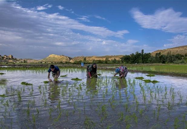 شالیزار، ناقوس مرگ منابع آب